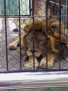 動物園